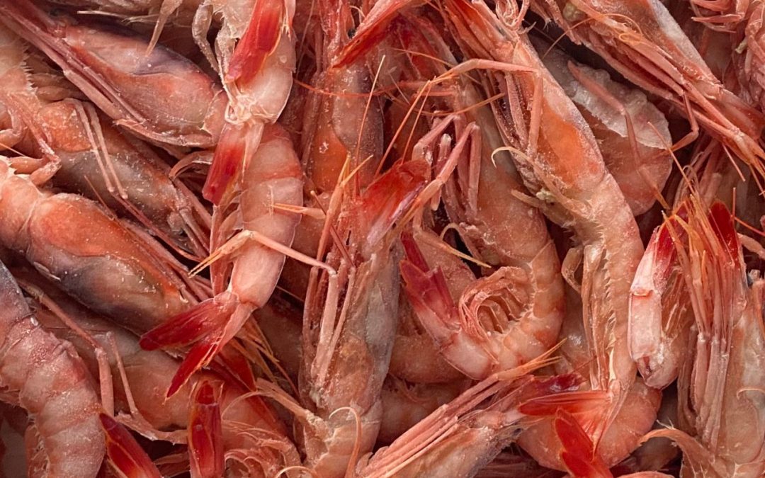 Il Gambero Viola: Un Crostaceo Prelibato dal Mare Profondo