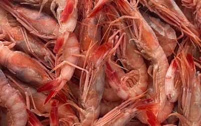 Il Gambero Viola: Un Crostaceo Prelibato dal Mare Profondo